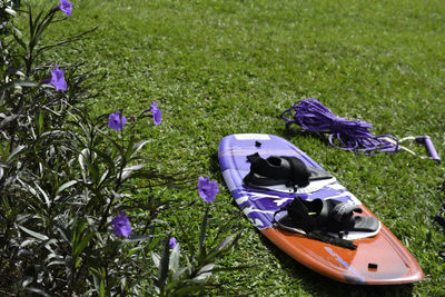 High angle view of purple flower on field