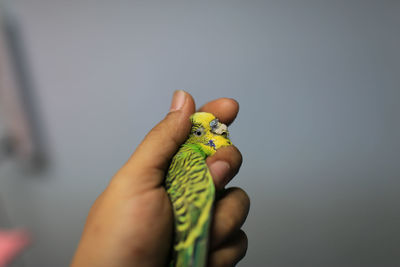 Close-up of person holding hand
