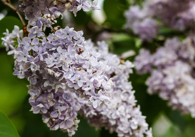 Syringa vulgaris blooming plant. fragrant purple lilac bush in the spring garden in countryside