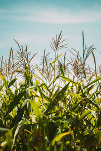 Close-up of plants against sky