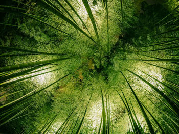 Full frame shot of palm trees