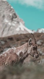 Close-up of ibex