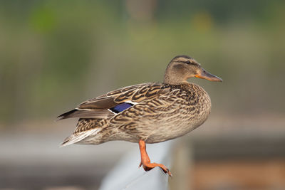 Close-up of a bird