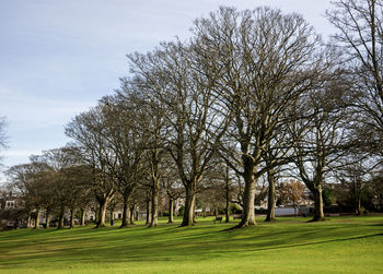 Bare trees in park against sky