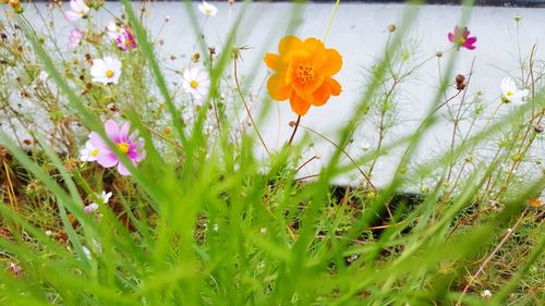 Close-up of yellow poppy flowers blooming outdoors