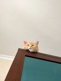 Portrait of a cat on wooden table