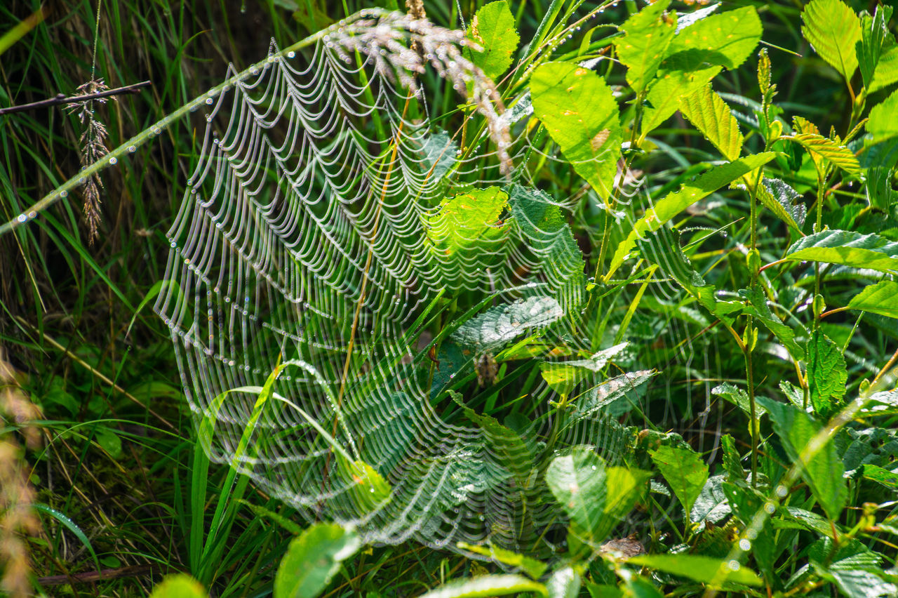 SPIDER WEB ON PLANTS