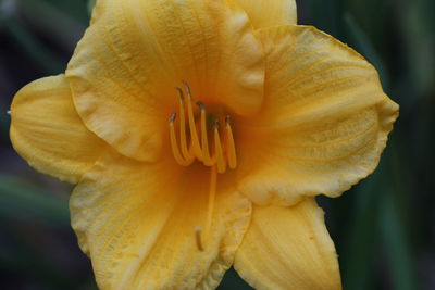 Close-up of yellow day lily blooming outdoors