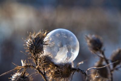 Close-up of dried plant