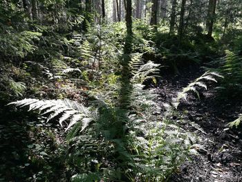 Plants growing in forest