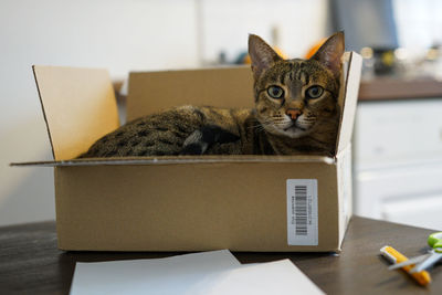 Portrait of cat in cardboard box on table