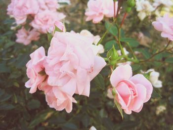 Close-up of pink rose