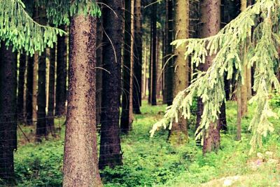 Trees in forest