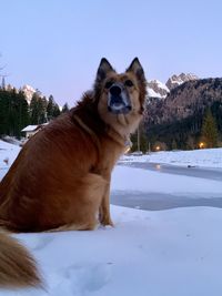Dog on snow covered mountain against sky