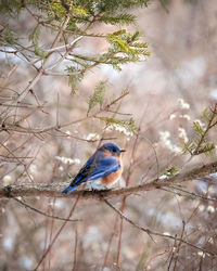 Low angle view of bird perching on branch