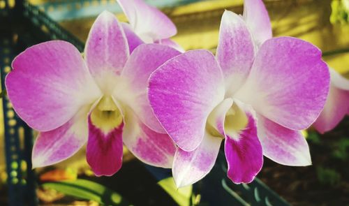 Close-up of flowers blooming outdoors