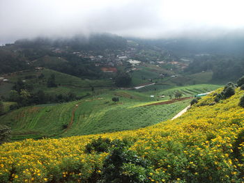 High angle view of agricultural landscape