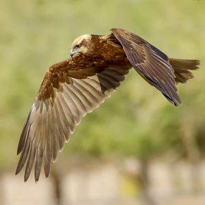 Close-up of eagle flying