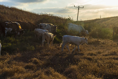 Cow grazing in field