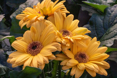 Close-up of yellow daisy flowers