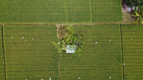 View of crop in field