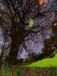 View of cherry blossom trees in park during autumn