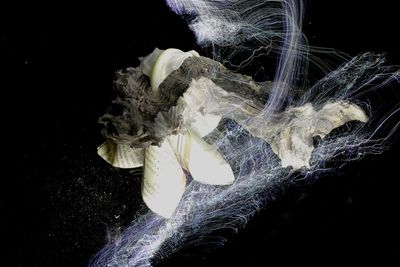 Close-up of jellyfish against black background