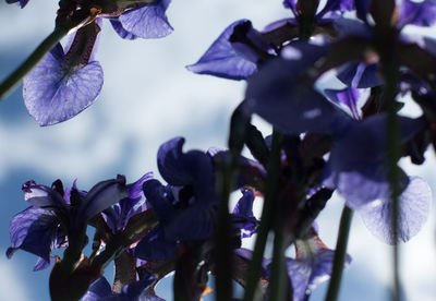 Close-up of purple flowers blooming