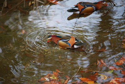 Duck swimming in lake