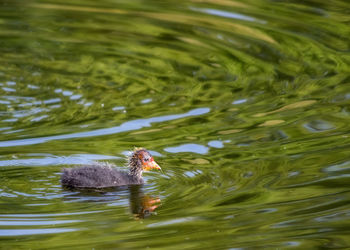 A young duck swimming in a london pond.