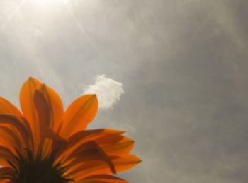 Close-up of flowers blooming against sky