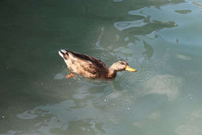 High angle view of duck swimming in lake