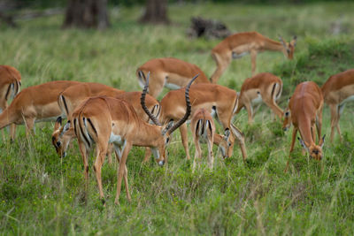 A herd of impalas in a field