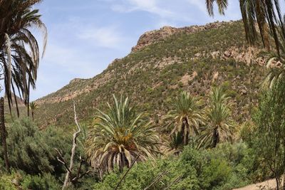 Scenic view of palm trees on mountain against sky