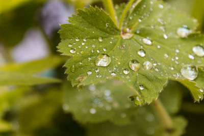 Close-up of wet plant leaves