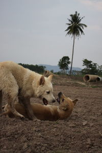 Lion relaxing on a field