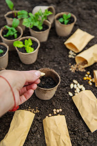 Cropped image of hand holding potted plant