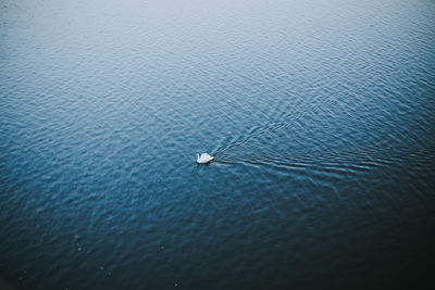 High angle view of swan swimming on sea