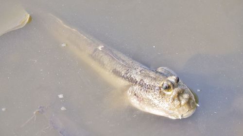 High angle view of amphibian swimming in water