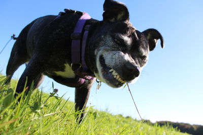 Low angle view of dog on field against clear sky