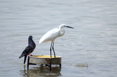 Bird perching on lake