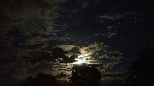 View of trees at night