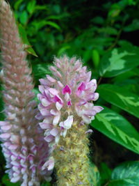 Close-up of pink flowering plant