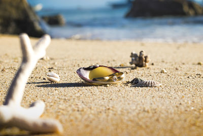 Surface level of seashells on sand at beach