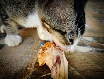 Close-up of a cat