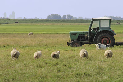 Cows grazing on field against sky