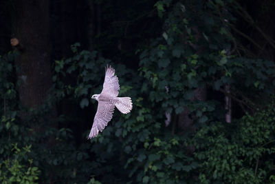 Bird flying against trees