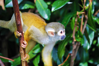 Close-up of lizard on tree