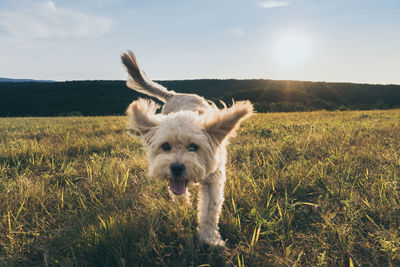 Portrait of dog walking on grass against sky