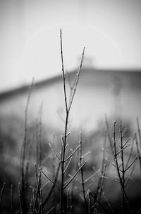 Close-up of grass growing in field